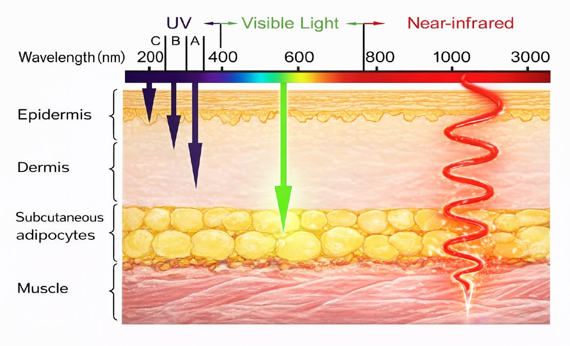 Diagram showing how ultraviolet, visible, and near-infrared wavelengths reach different depths, from the epidermis and dermis to fat and muscle